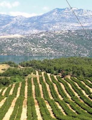 Turkey Farmland