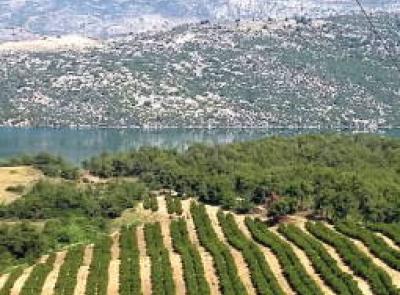 Turkey Farmland